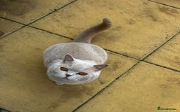 British Shorthair cats for sale: 🌸 Beautiful Lilac British Shorthair, Luna  🌸 - Image 3