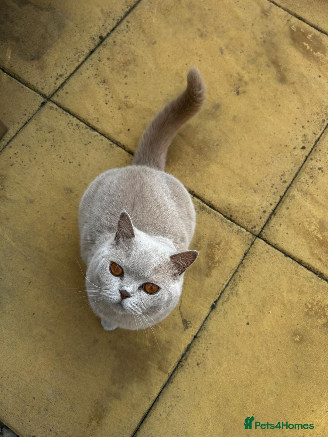 British Shorthair cats for sale: 🌸 Beautiful Lilac British Shorthair, Luna  🌸 - Image 3