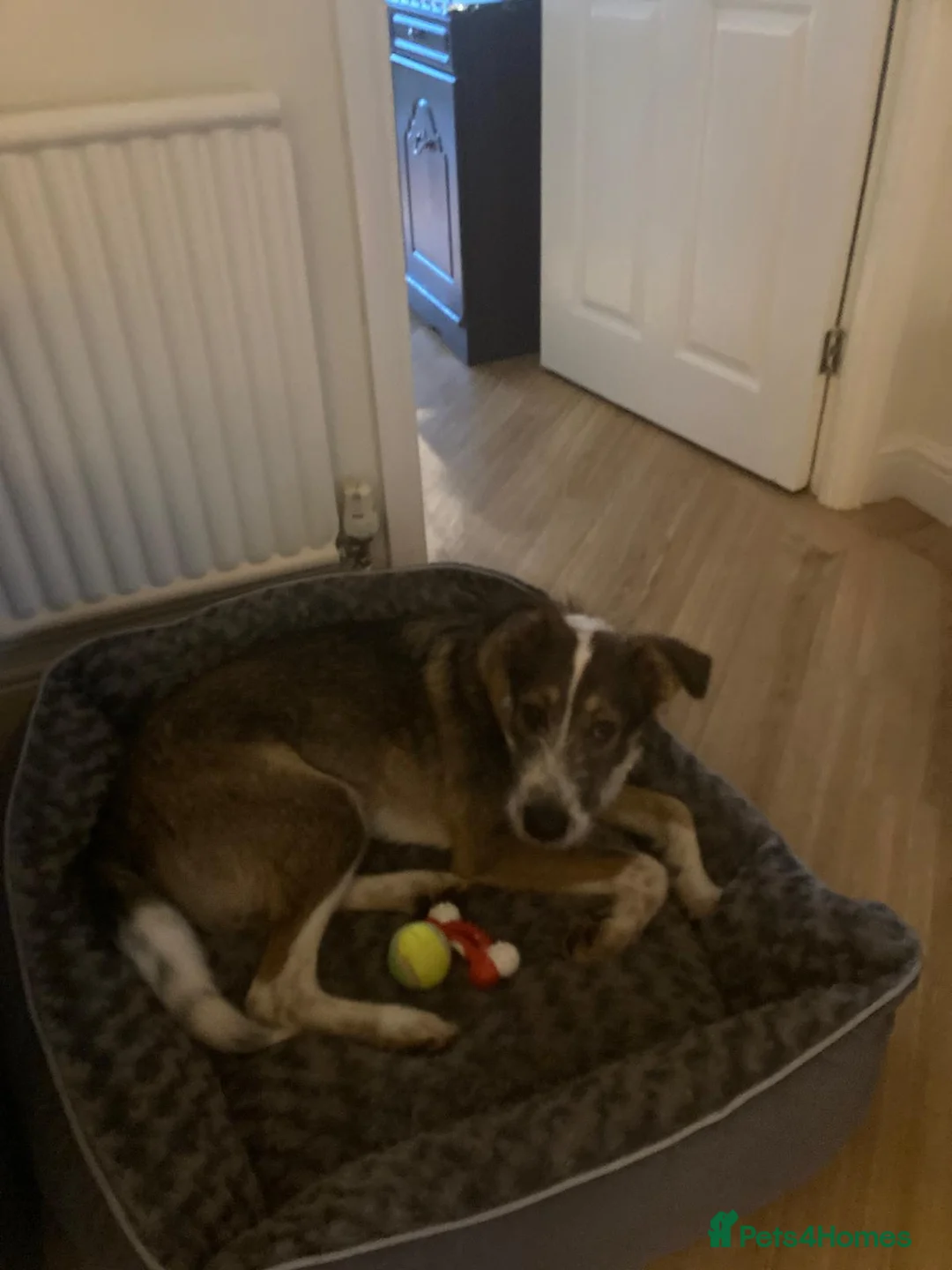 Mixed Breed dogs for adoption: 🐾💛Meet DIGBY - an Affectionate Big Softie! 💛🐾 - Advert 19