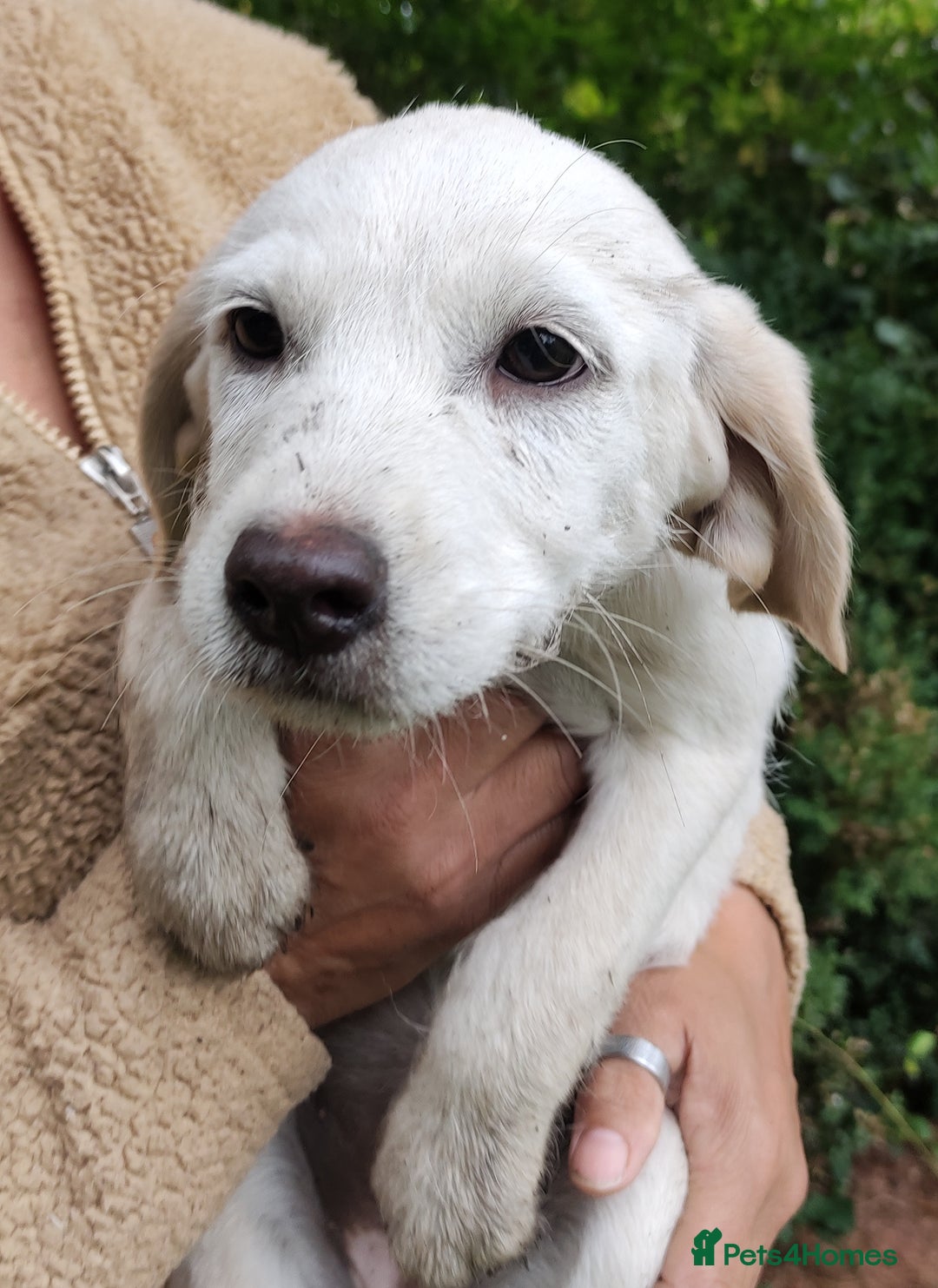 Labradoodle dogs for sale: Labradoodle / Fox Red Labrador X Puppies - Image 29