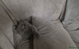 British Shorthair cats for sale: British Shorthair Kittens - 2 girls  - Image 8