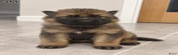 German Shepherd dogs for sale: German Shepherd Puppies | 5 Male, 3 Female - Advert 6