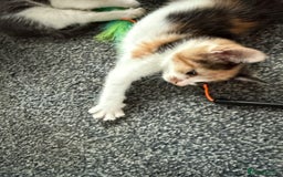 Mixed Breed cats for sale: Kittens for sale - Image 3