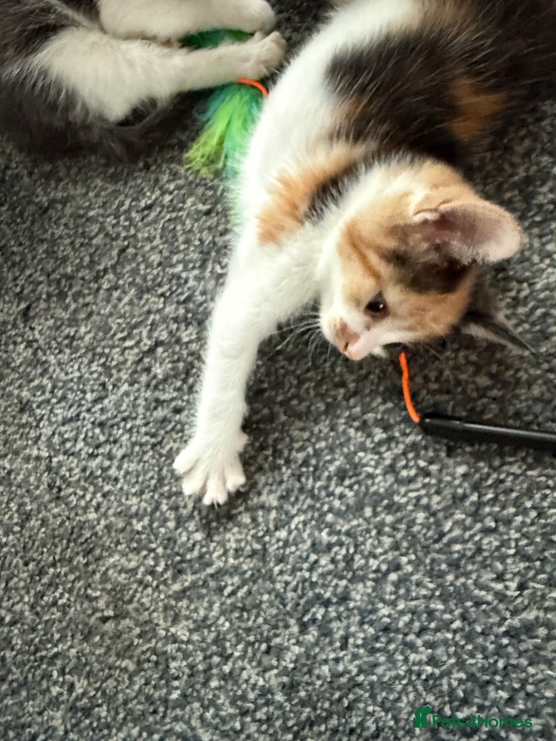 Mixed Breed cats for sale: Kittens for sale - Image 3