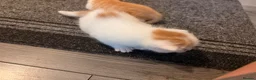 Mixed Breed cats for sale: 2 beautiful male kittens - Advert 8