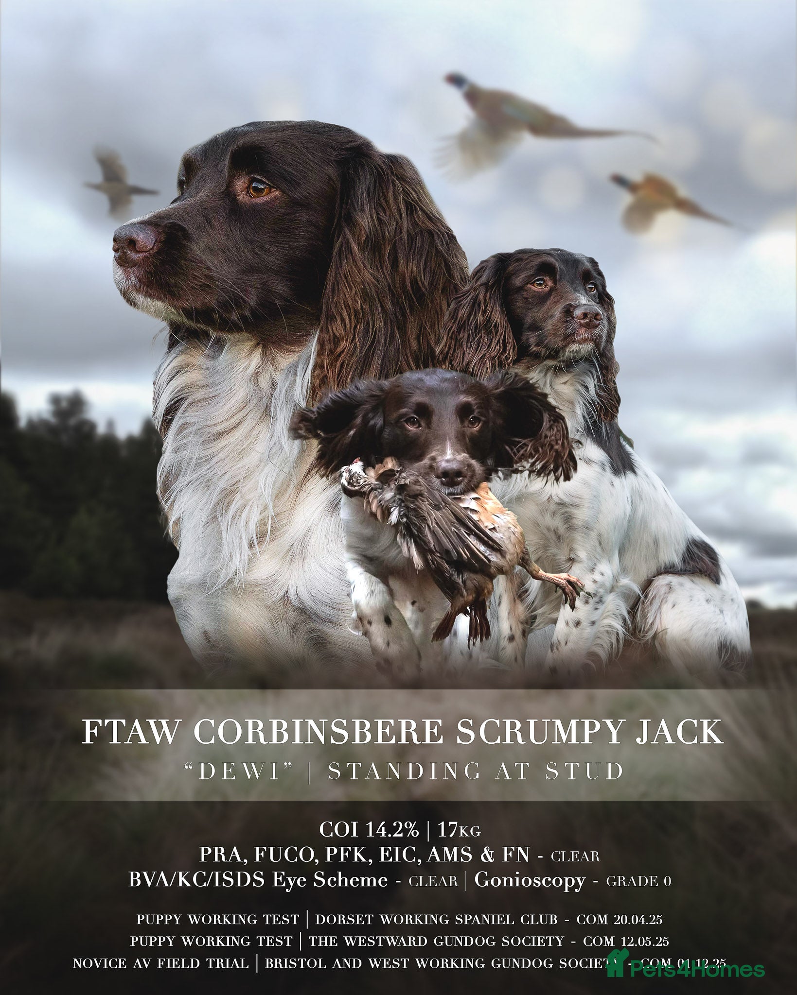 English Springer Spaniel dogs At Stud - FTAW Springer Spaniel  in Warminster - Advert 1