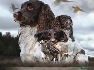 English Springer Spaniel dogs At Stud - FTAW Springer Spaniel in Warminster - Advert 2