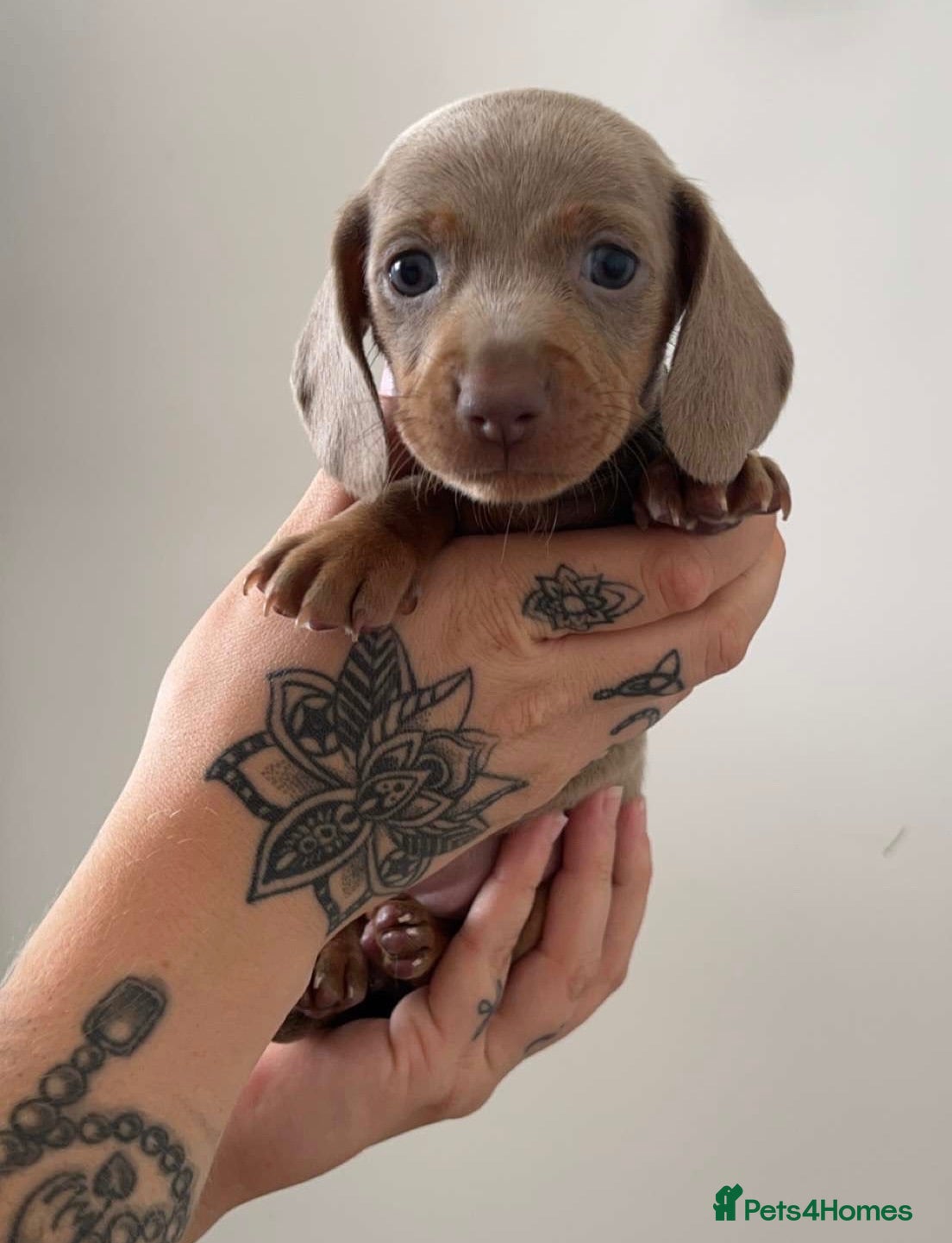 Dachshund dogs 6 beautiful dachshund puppies - Advert 2
