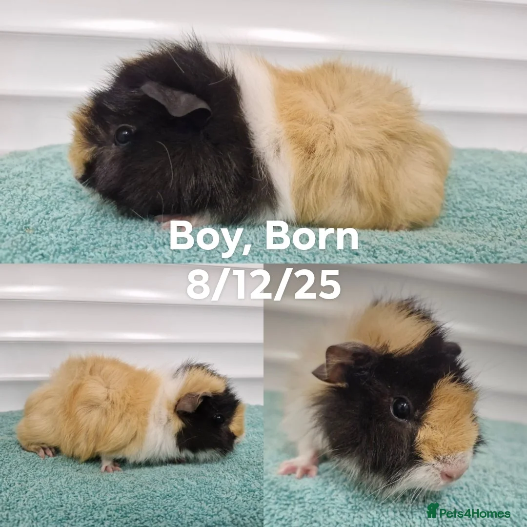 Guinea Pig rodents for sale: Male baby guinea pigs - Ready to leave   - Advert 8