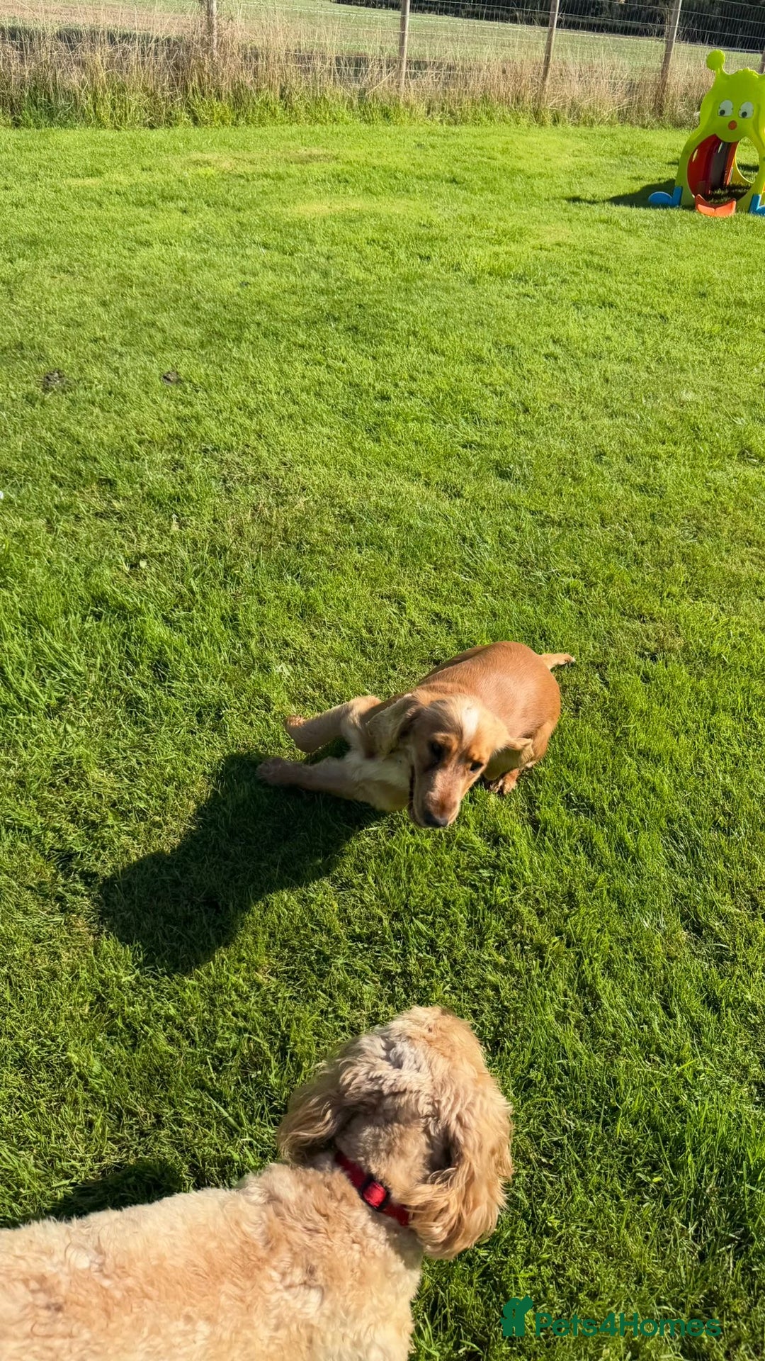 Cocker Spaniel dogs for stud: Honey - Advert 15