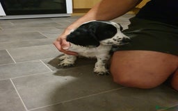 Cocker Spaniel dogs for sale: Blue roan cocker spaniel puppies. - Image 8