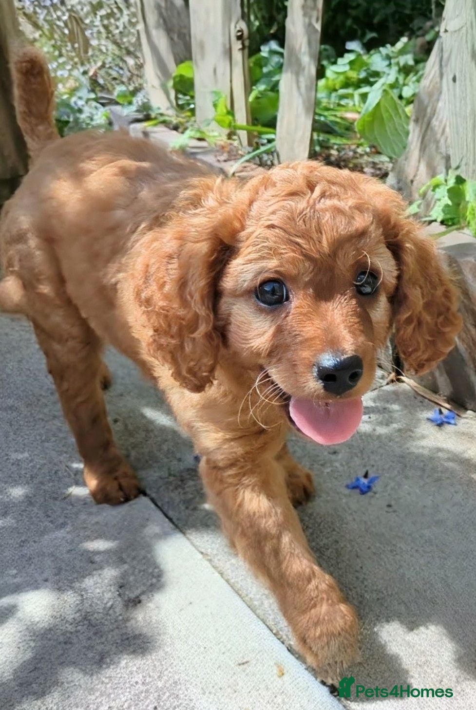 Cavapoo dogs ONLY ONE BOY PUPPY LEFT, price open to negotiation - Advert 2
