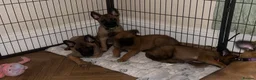 Belgian Shepherd Dog dogs for sale: 🐾Ready to leave🐾 Belgian Malinois Puppies  - Advert 7