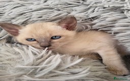 Siamese cats for sale: Old Style Siamese Kittens. Raised with love & care - Image 5
