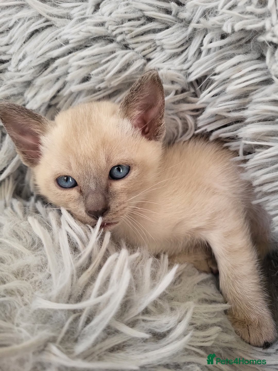 Siamese cats for sale: Old Style Siamese Kittens. Raised with love & care - Image 5