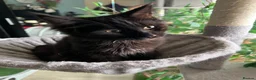 Maine Coon cats for sale: Beautiful 🐈‍⬛  - Advert 12