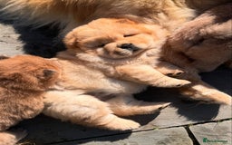 Chow Chow dogs for sale: Adorable Chow Chow Puppies for Sale. - Image 4
