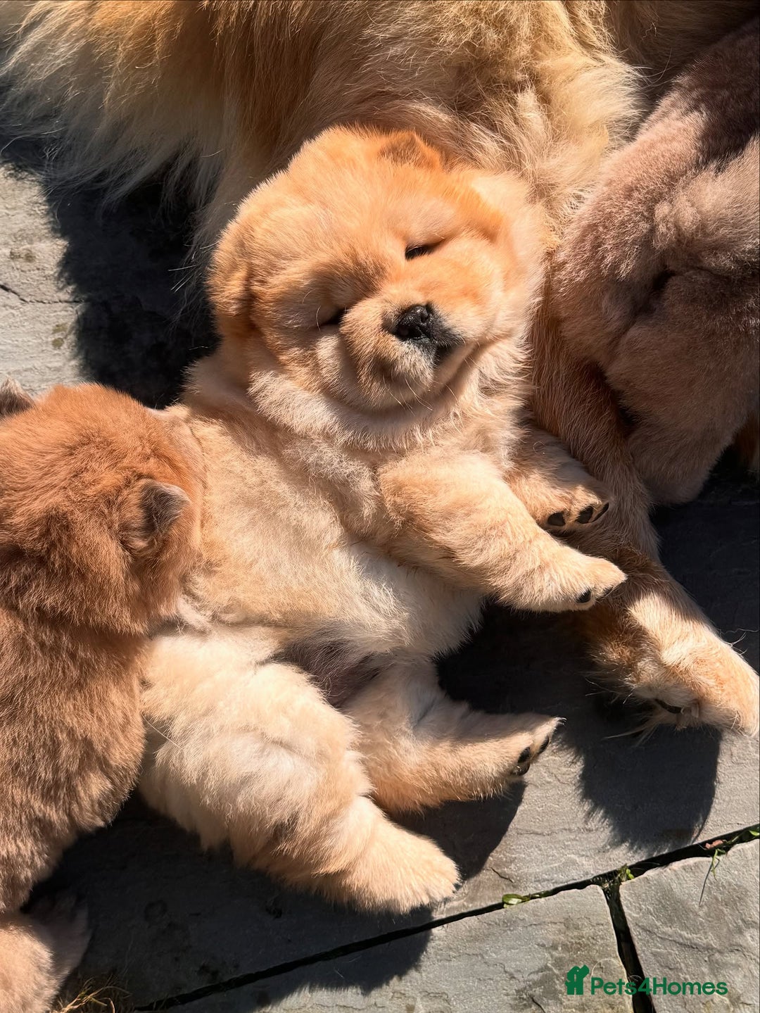 Chow Chow dogs for sale: Adorable Chow Chow Puppies for Sale. - Image 4