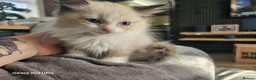 Ragdoll cats for sale: Friendly and playfull Ragdoll x  - Advert 4