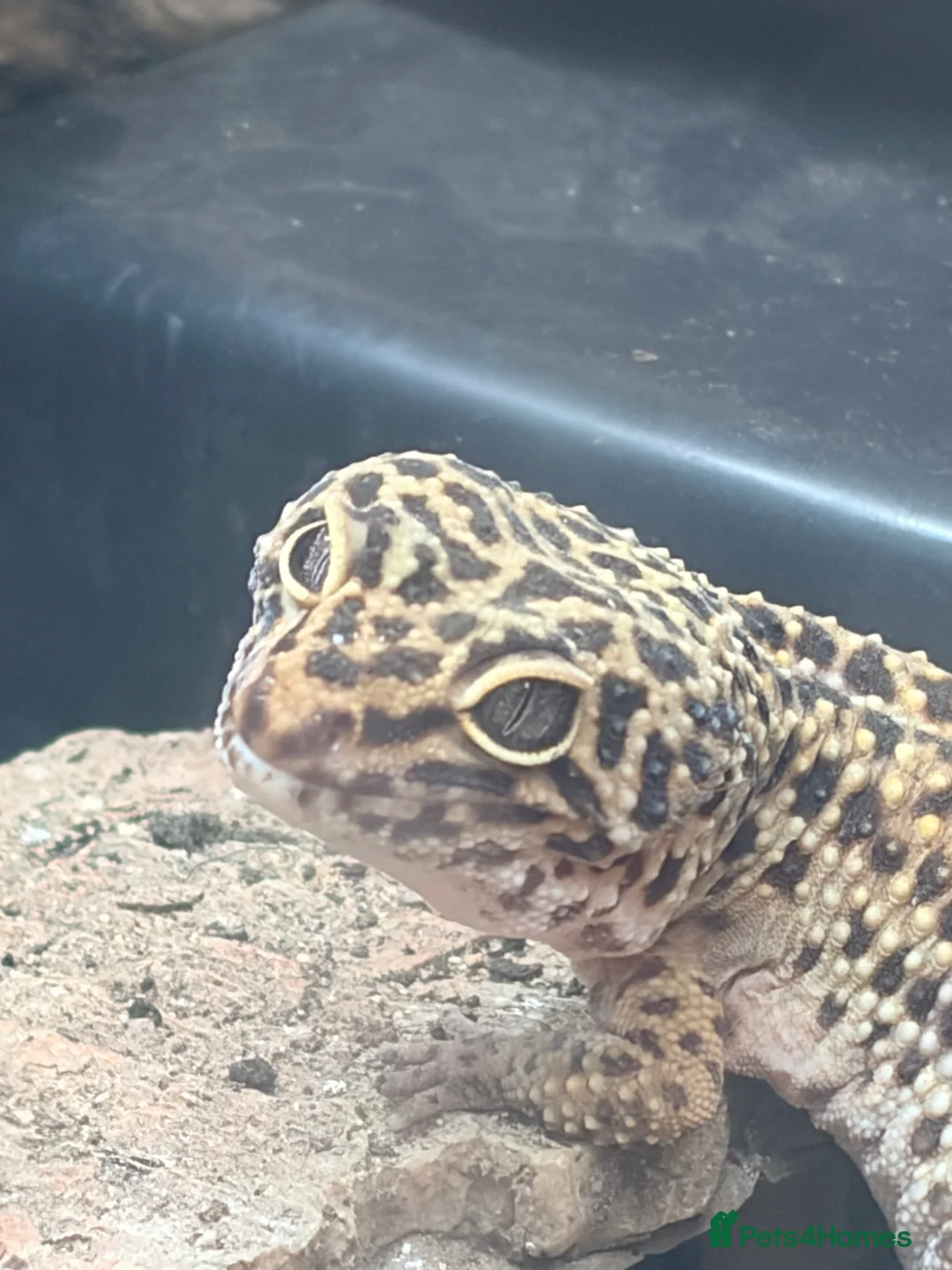 Leopard Gecko reptiles for sale: Female leopard geckos - Advert 2