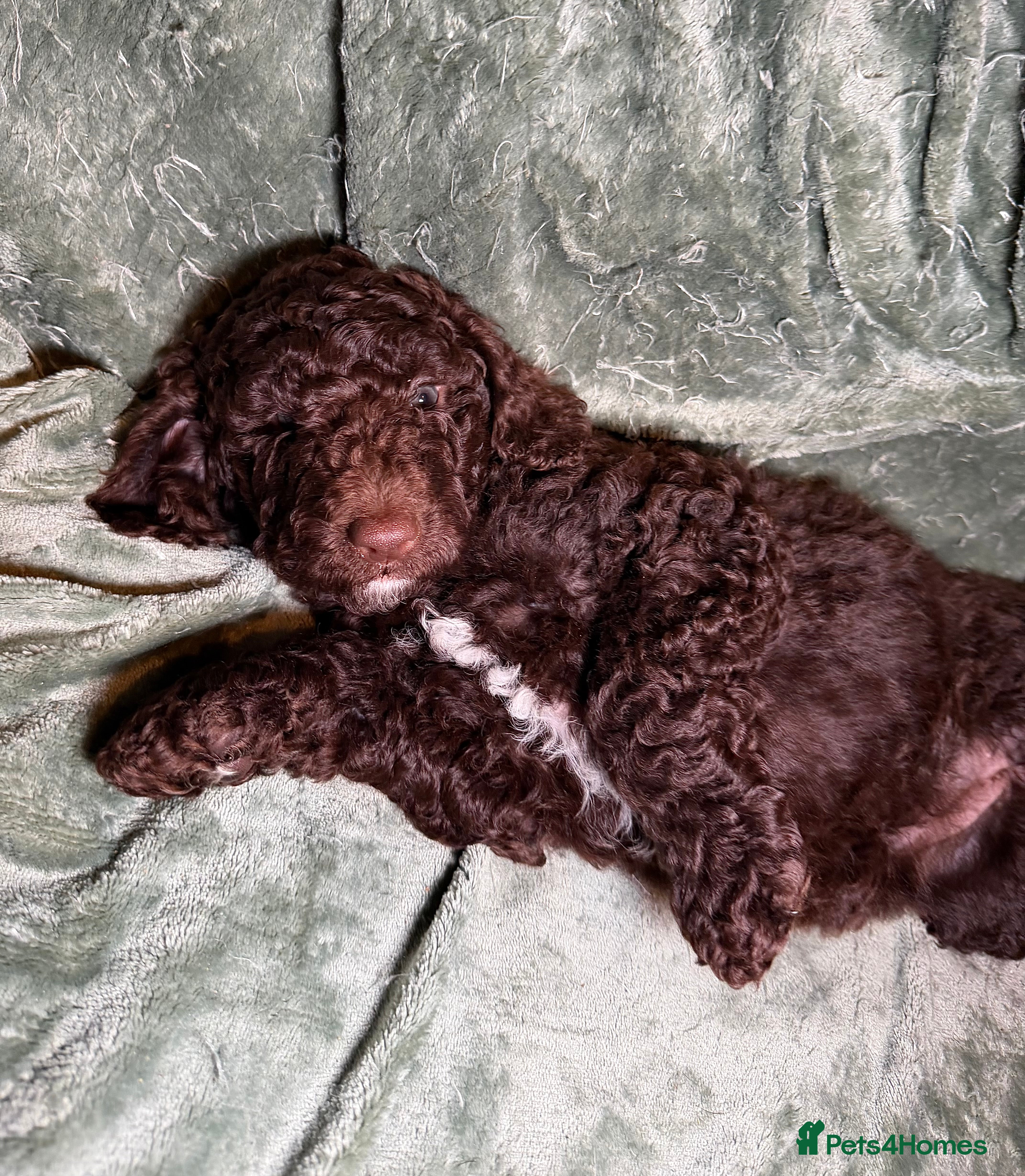 Goldendoodle dogs Goldendoodles Ready Now - Advert 13