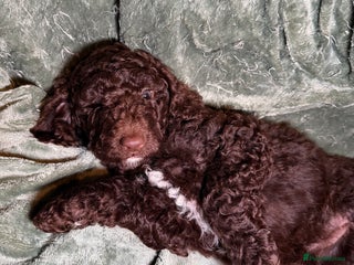 Goldendoodle dogs Goldendoodles Ready Now - Advert 13