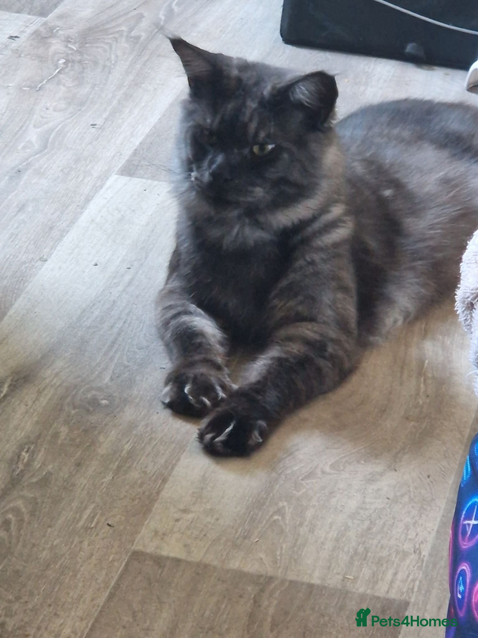 Maine Coon cats Tica registered black smoke mainecoon  - Advert 3