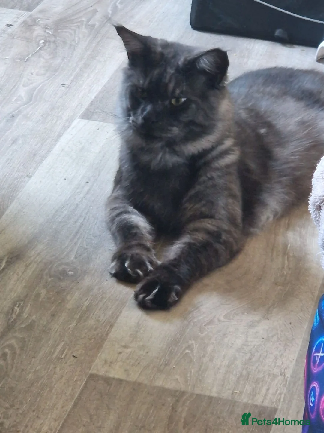 Maine Coon cats for sale: Tica registered black smoke mainecoon  - Advert 1