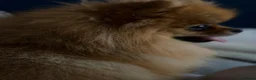 Pomeranian dogs for stud:  **  Pomeranian stud  - Advert 11