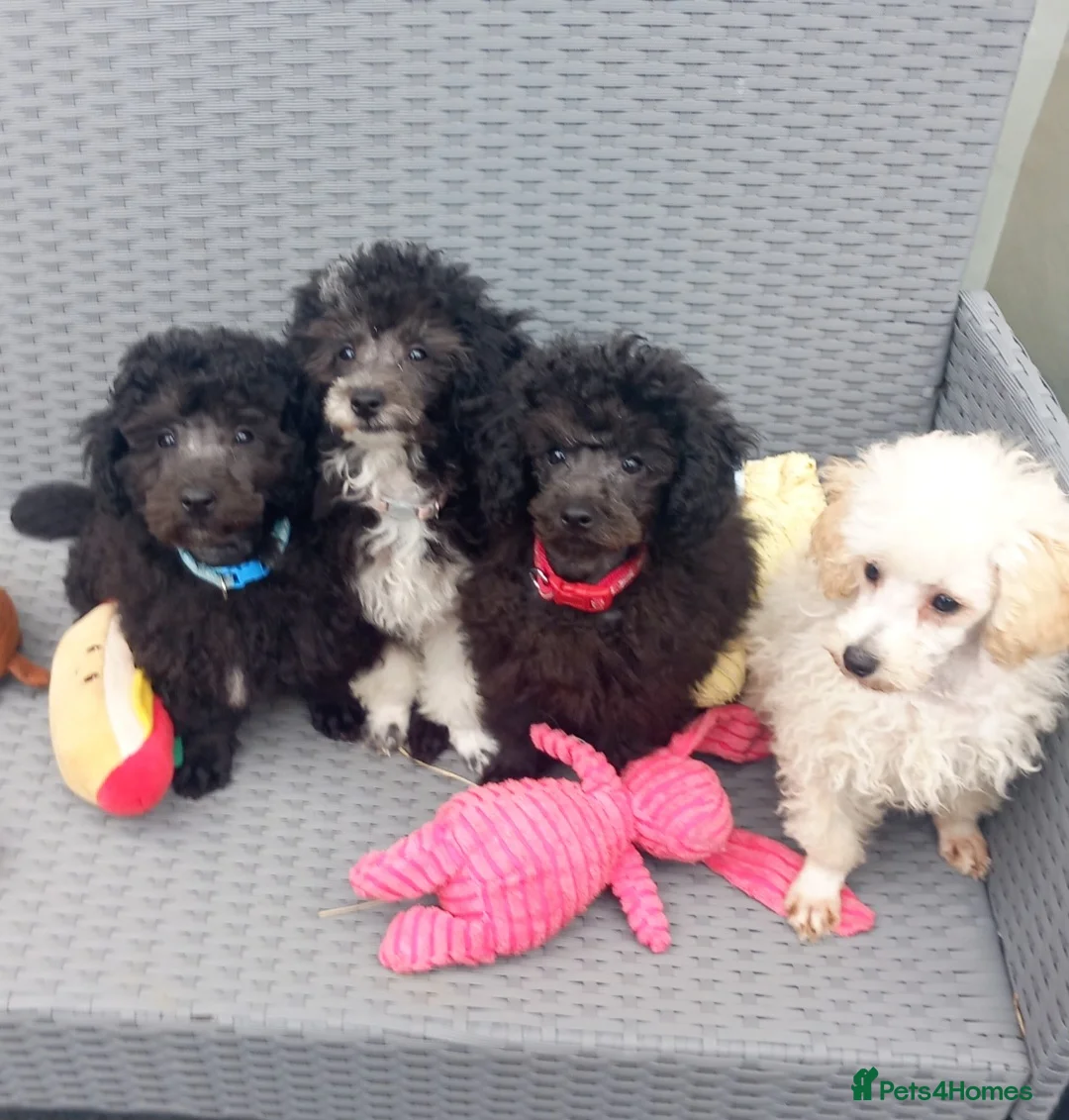 Toy Poodle dogs for stud: *2 STUDS AVAILABLE*FULL PEDIGREE SILVER & PHANTOM - Advert 33