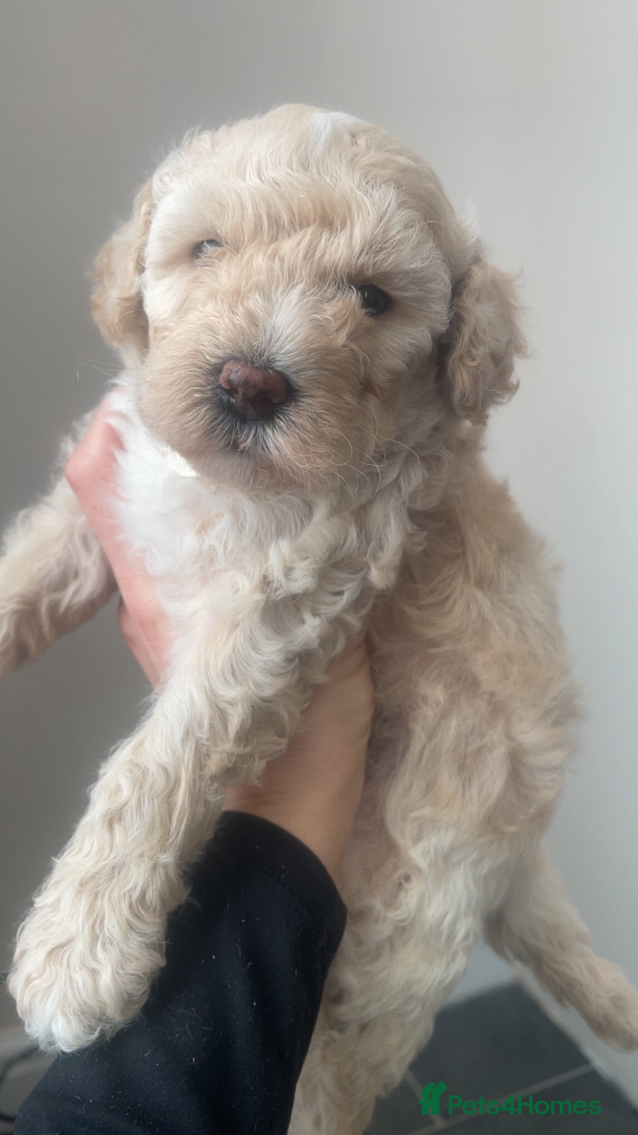 Poochon dogs for sale: Ready to leave NOW poochons🐶❤️ - Advert 31