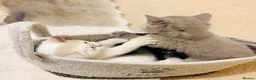 Russian Blue cats for sale: Beautiful Russian Blue/British Shorthair Kittens  in Wimborne - Advert 22