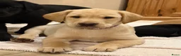 Labrador Retriever dogs for sale: KC Reg -Exceptional Labrador puppies  - Advert 2