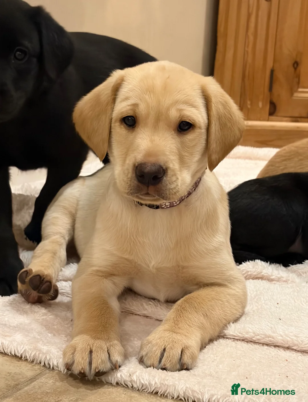Labrador Retriever dogs for sale: KC Reg -Exceptional Labrador puppies  - Advert 2