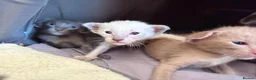 Siamese cats for sale: 🩵Lovely Siamese boys  - Advert 5