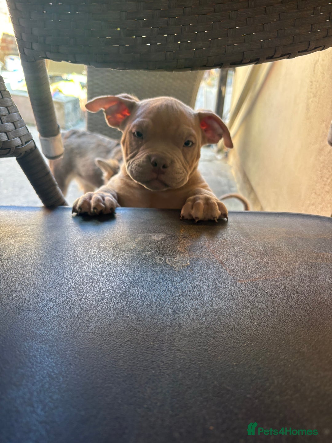 American Bully dogs for sale: Pocket bully puppy’s ready to go - Image 4