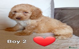 Cockapoo dogs for sale: Beautiful Green eyed, f1 cockerpoos - Image 3