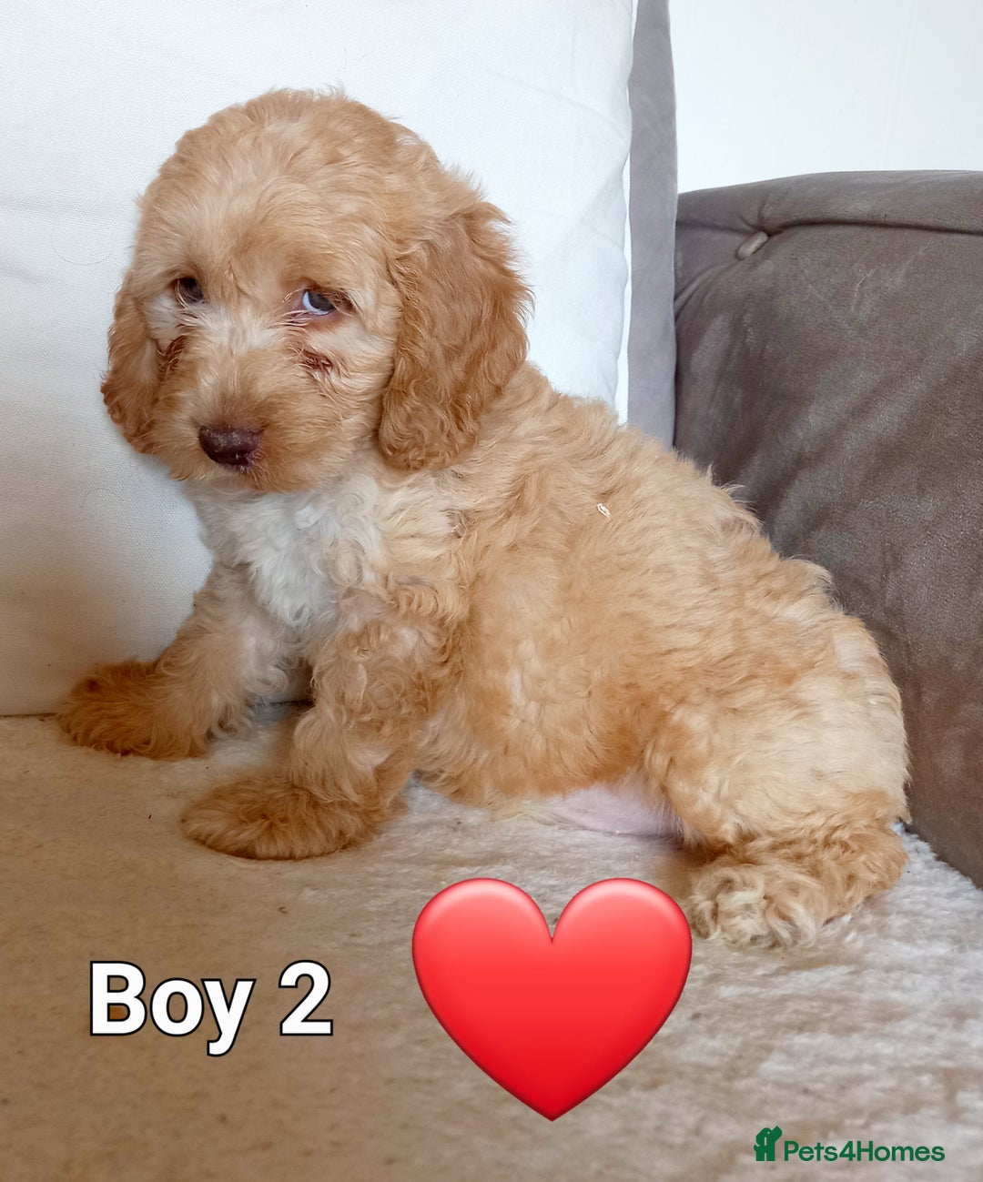 Cockapoo dogs for sale: Beautiful Green eyed, f1 cockerpoos - Image 3