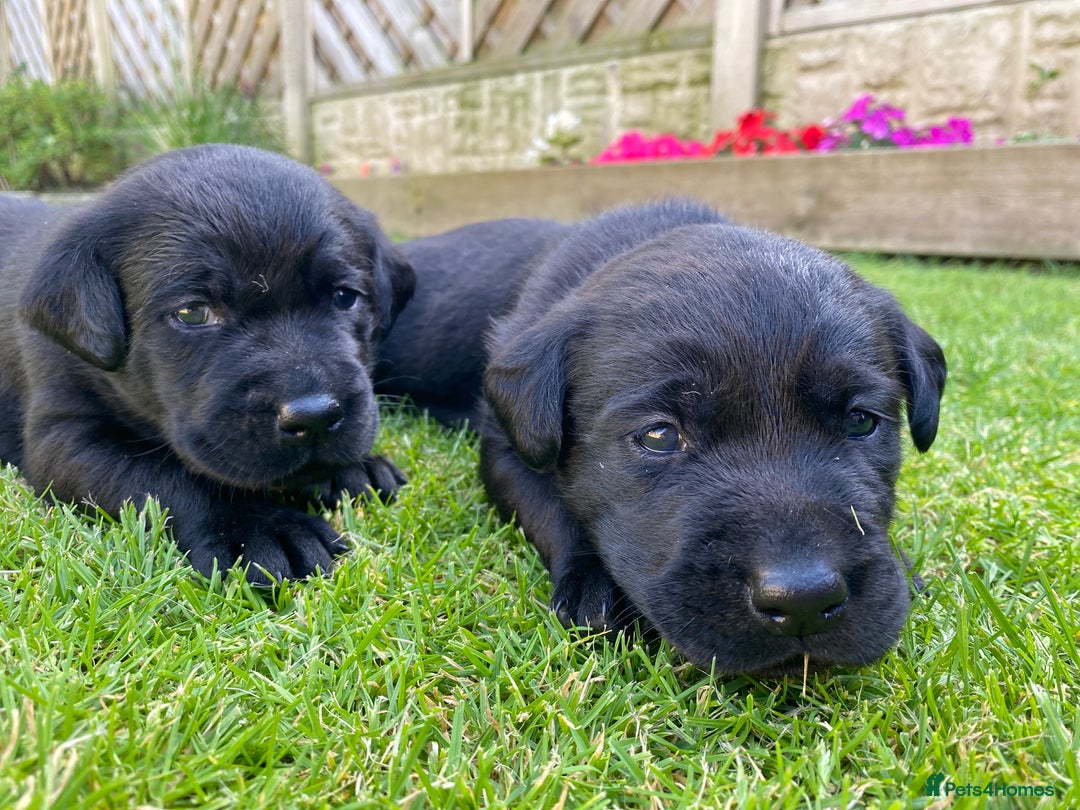 Labrador Retriever dogs for sale: Black Labrador puppies  - Image 5