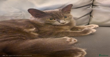 Mixed Breed cats - Advert 3