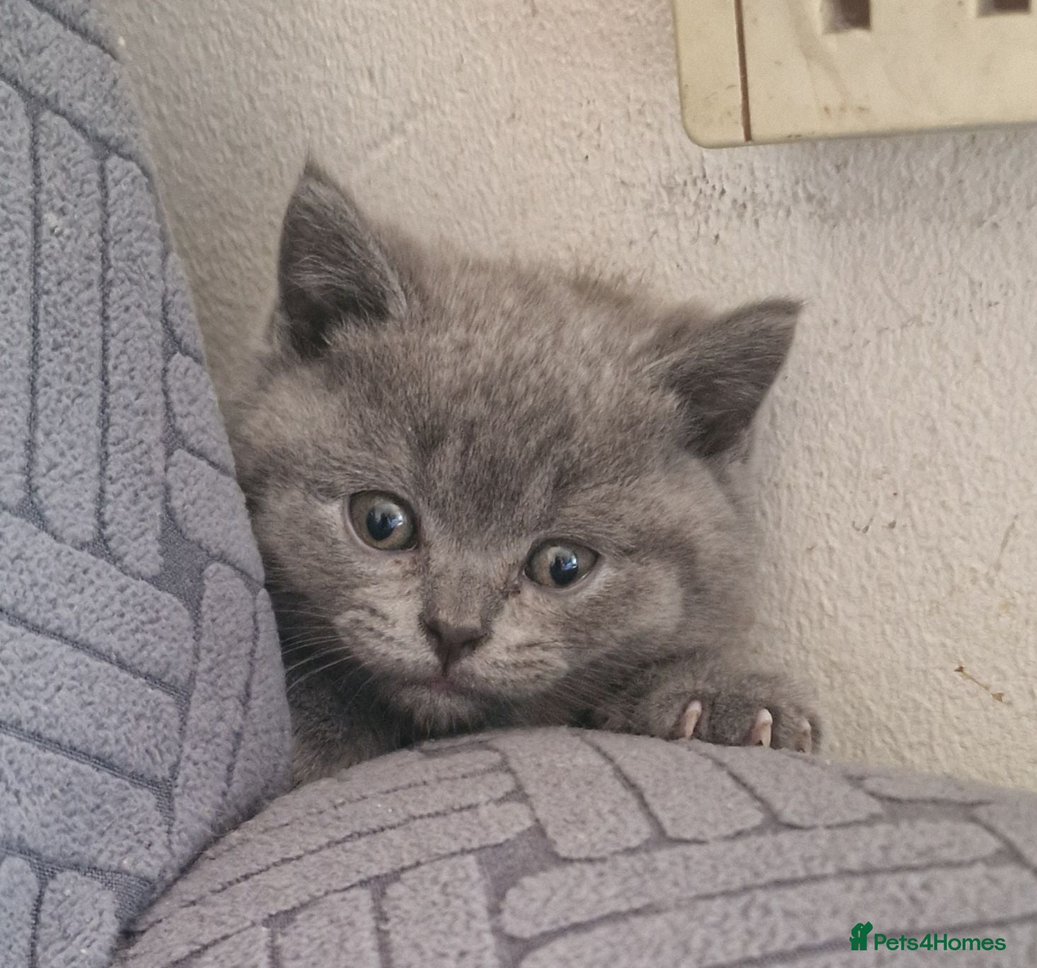 British Shorthair cats for sale: Premium Pedigree British Shorthair Kittens - Advert 1