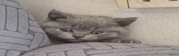 British Shorthair cats for sale: Premium Pedigree British Shorthair Kittens - Advert 1