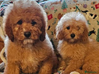 Cavapoo dogs Lovely cavapoo puppies for sale - Advert 4