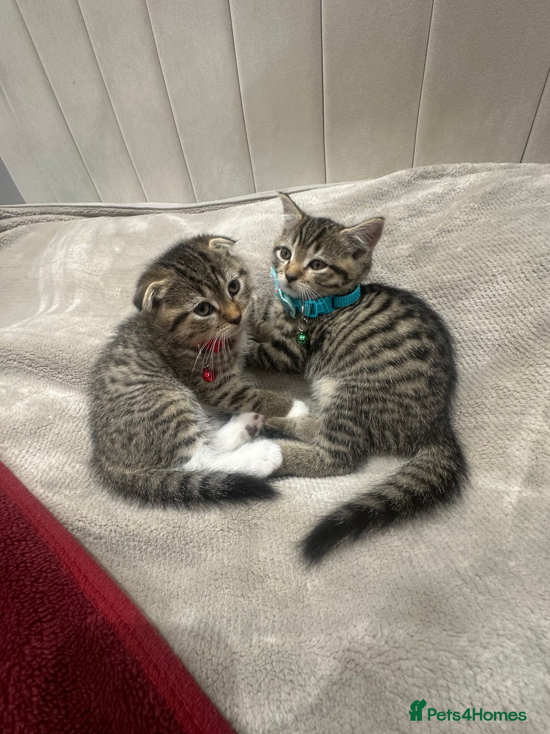 Scottish Fold cats for sale: ✨🐾 Cute Kittens Looking for Loving Homes! 🐾✨ - Image 2