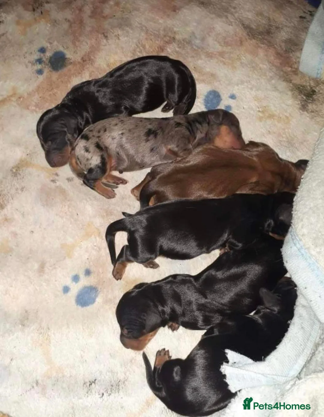 Miniature Dachshund dogs for stud: KC REG SILVER DAPPLE & TAN STUD CARRYING CREAM in Irvine - Advert 20