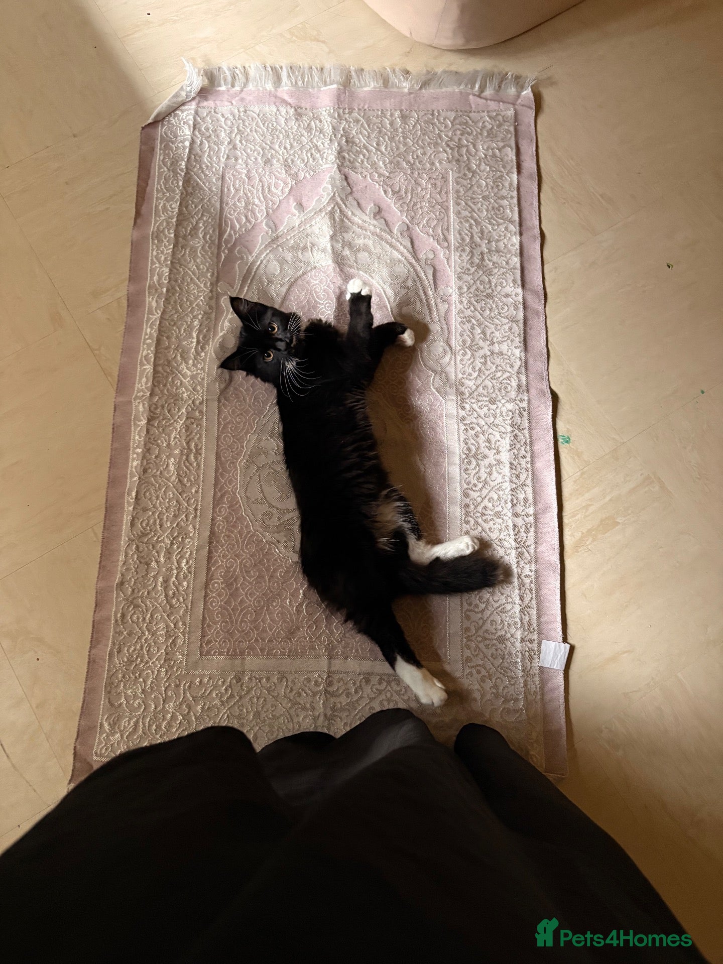 Mixed Breed cats 1 year old kitty to rehome - Advert 7