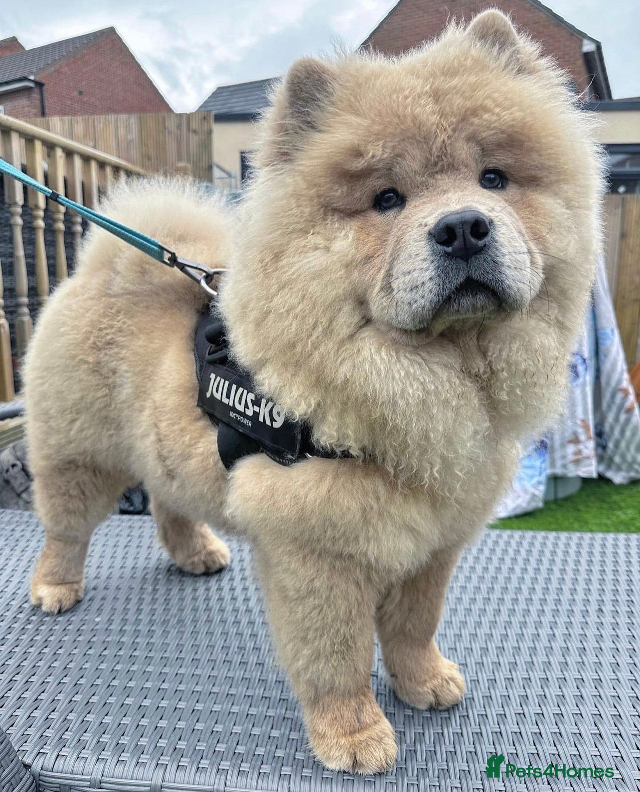 Chow Chow dogs TOP QUALITY CHOW CHOW FOR STUD in Sunderland - Advert 7