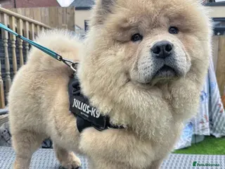 Chow Chow dogs TOP QUALITY CHOW CHOW FOR STUD in Sunderland - Advert 5