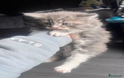 Mixed Breed cats for sale: 3 beautiful baby’s looking for their loving home  - Image 30