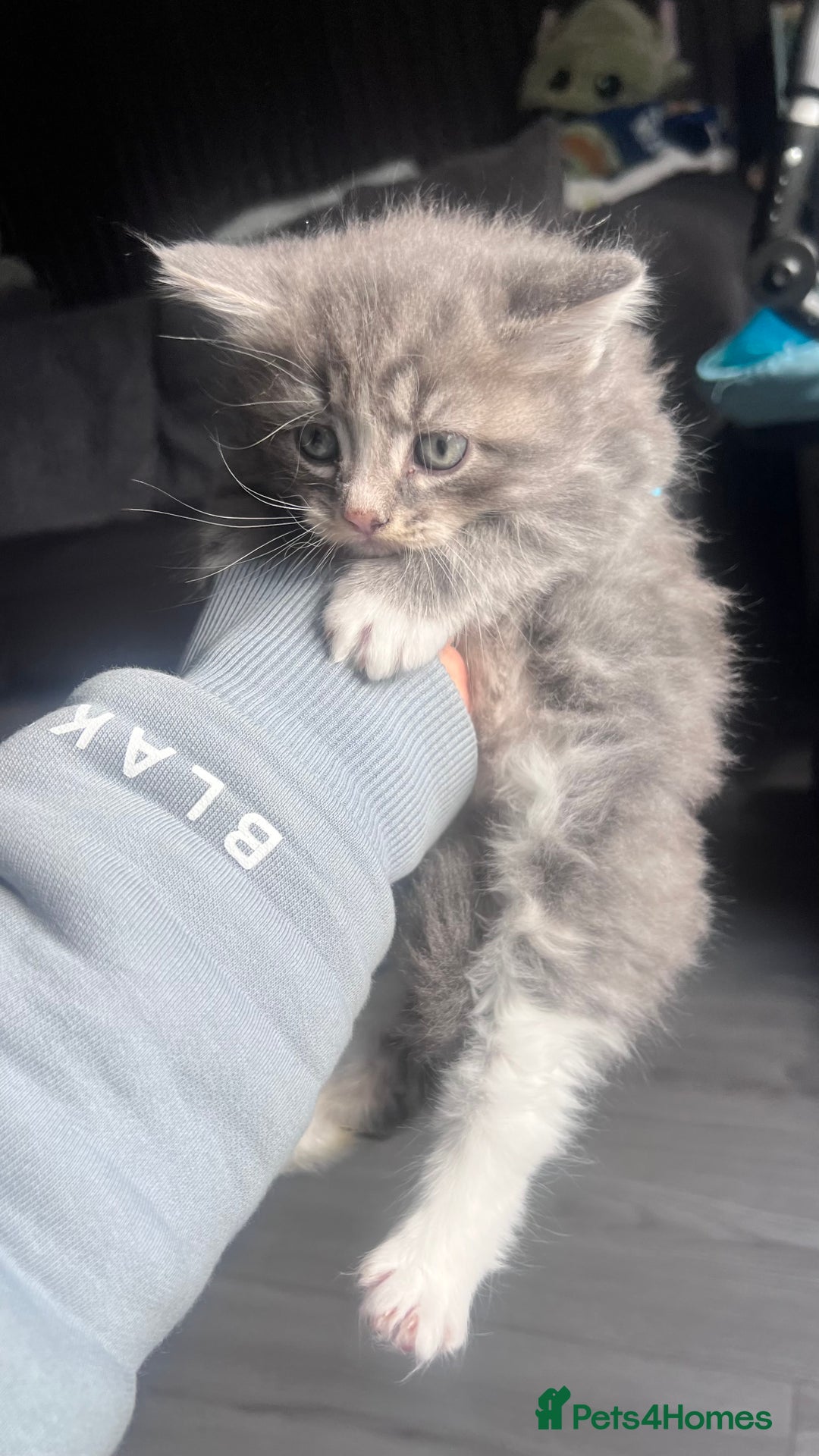 Mixed Breed cats for sale: 3 beautiful baby’s looking for their loving home  - Image 30